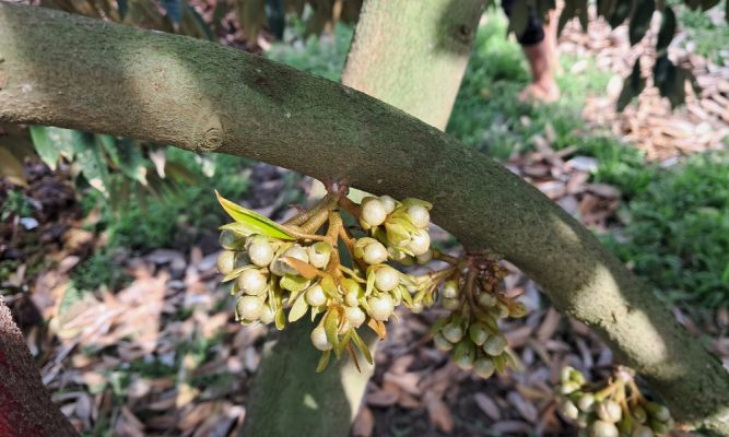 Giải Pháp Kéo Đọt Và Dưỡng Hoa Toàn Diện Với Nano Misato