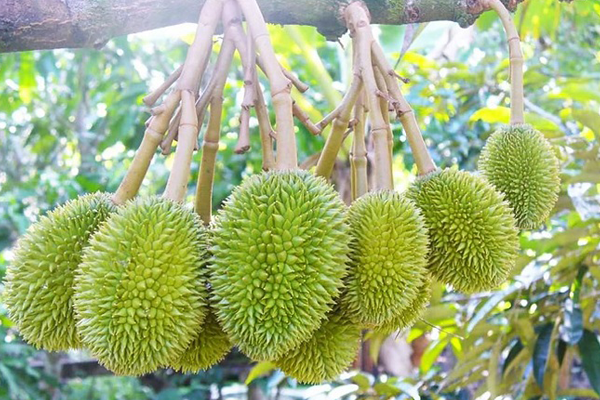 Bung đọt nhanh, dưỡng mắt cua và tăng tỷ lệ đậu trái hiệu quả cùng MISATO