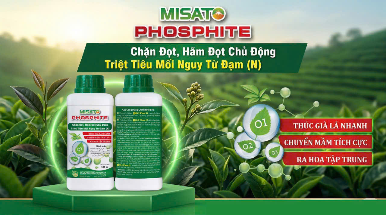 Quy trình phát đọt, nuôi cây, phục hồi